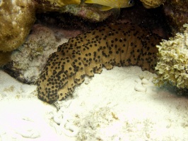 IMG 4196 Three-Rowed Sea Cucumber